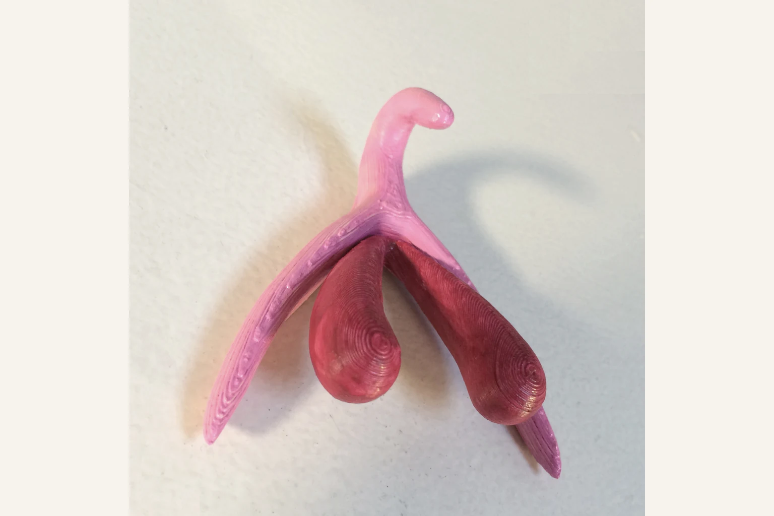 Modèle 3D du clitoris montrant le gland, le corps et les racines de l’organe, vu en macro