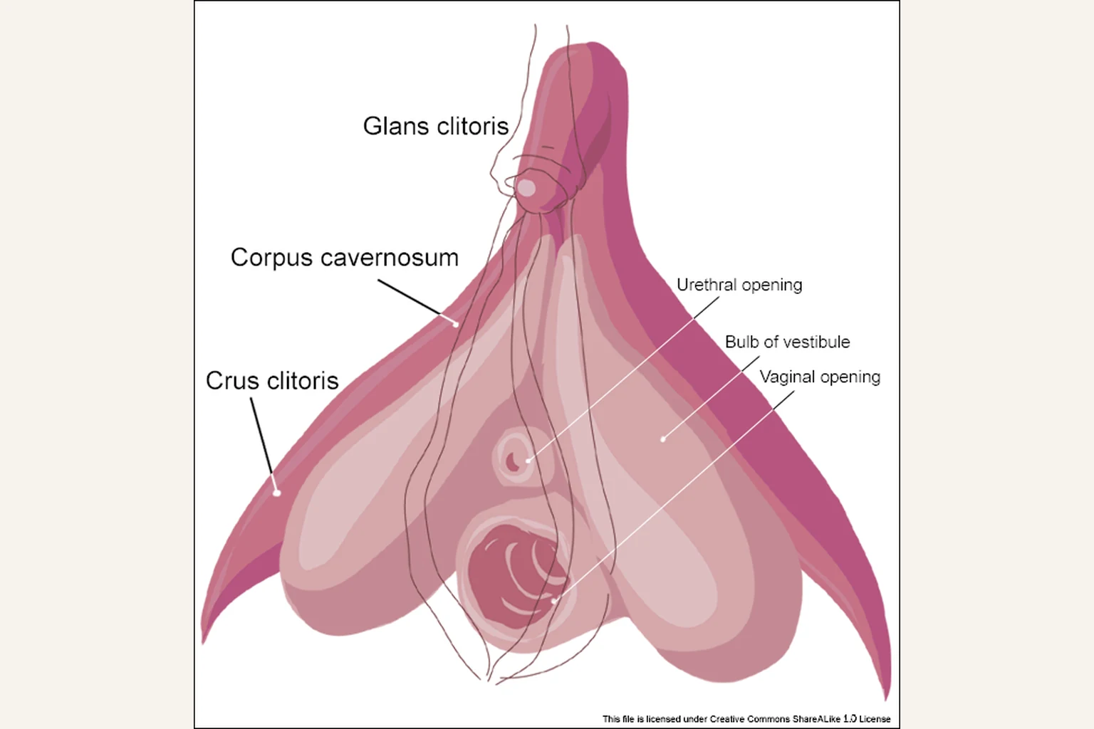 Schéma d’anatomie interne du clitoris : gland, corps caverneux, crus et bulbes vestibulaires avec les trajets nerveux