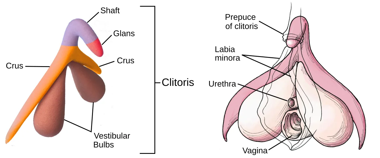 Schéma anatomique vectoriel du clitoris et des structures associées