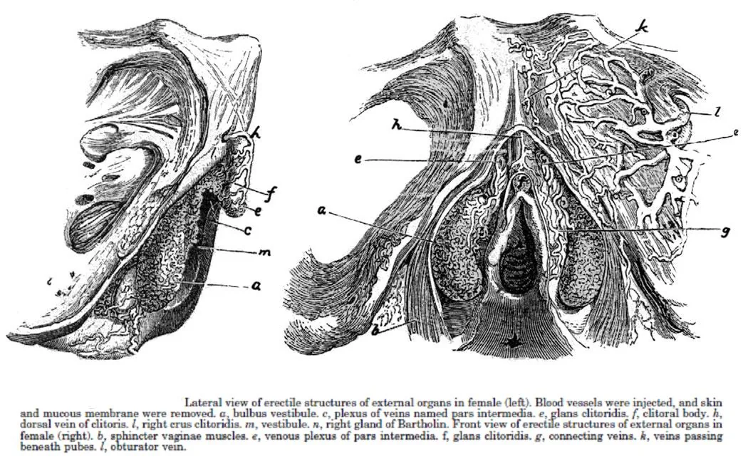 Illustration éditoriale botanique — Clitoris-moi.ch