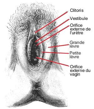 Illustration éditoriale botanique — Clitoris-moi.ch